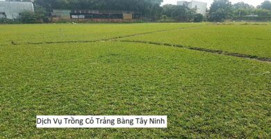 Dịch Vụ Trồng Cỏ Trảng Bàng Tây Ninh