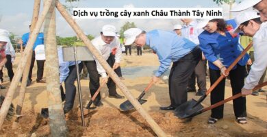 Dịch vụ trồng cây xanh Châu Thành Tây Ninh