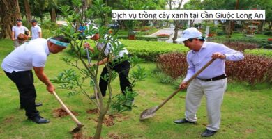 Dịch vụ trồng cây xanh tại Cần Giuộc Long An