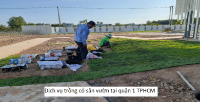 Dịch vụ trồng cỏ sân vườn tại quận 1 TPHCM