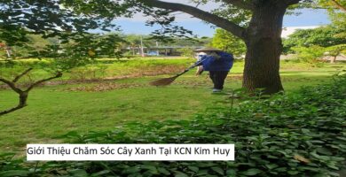 Giới Thiệu Chăm Sóc Cây Xanh Tại KCN Kim Huy