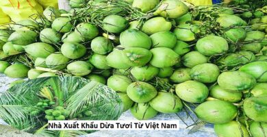 Nhà Xuất Khẩu Dừa Tươi Từ Việt Nam