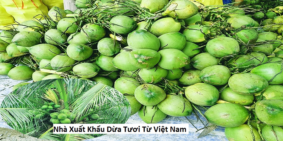 Nhà Xuất Khẩu Dừa Tươi Từ Việt Nam
