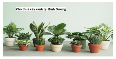 Cho thuê cây xanh tại Bình Dương