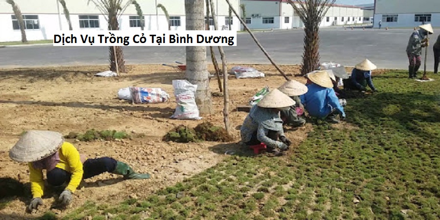Dịch Vụ Trồng Cỏ Tại Bình Dương