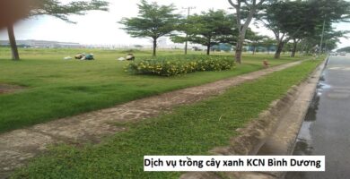 Dịch vụ trồng cây xanh KCN Bình Dương