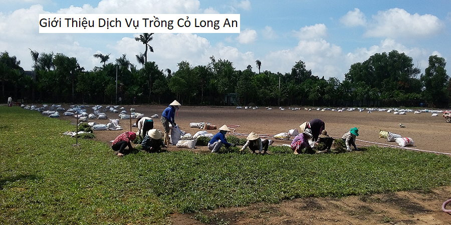 Giới Thiệu Dịch Vụ Trồng Cỏ Long An